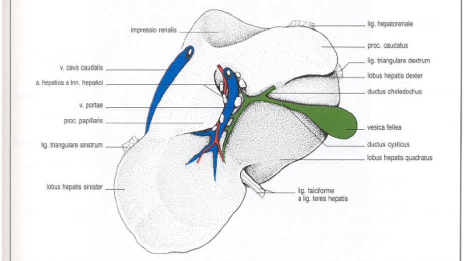 <ol><li><p>facies diaphragmatica</p></li><li><p>facies visceralis</p></li><li><p><strong>processus caudatus + processus papillaris </strong>(on the side there, towards margo dorsalis)</p></li><li><p><strong>lobus hepatis dexter </strong></p></li><li><p><strong>lobus quadratus</strong></p></li><li><p><strong>vesica fellea</strong></p></li><li><p><strong>lobus hepatis sinister</strong></p></li></ol><p></p>