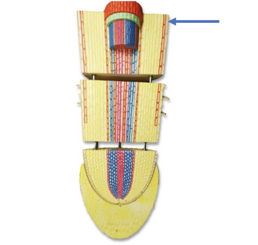 <p><span>Identify the part of root labeled with the arrow.</span></p>