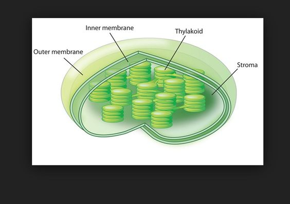 **PLASTIDS**