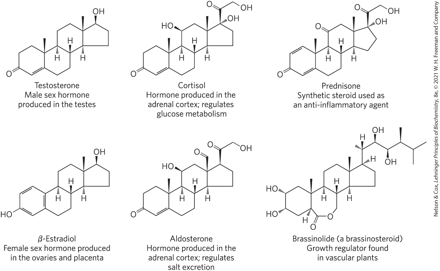 <p>Testosterone, Cortisol, Prednisone (synthetic steroids), β-Estradiol, Aldosterone, Brassinolide (plants)</p>