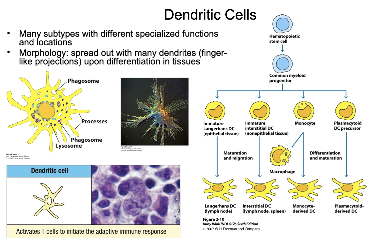 <p><u>tissue-resident </u>sentinels (mature)</p><p>professional <u>antigen presenting cell APC</u>: take up antigen & travel to lymph nodes to activate T cells (adaptive immune cells)</p><p>produces cytokines to shape immune response </p><p>*uniquely DCs can arise from either myeloid or lymphoid lineage </p><p><span>Many subtypes with different specialized functions and locations</span></p><p><span>Morphology: spread out with many dendrites (finger-like projections) upon differentiation in tissues</span></p>