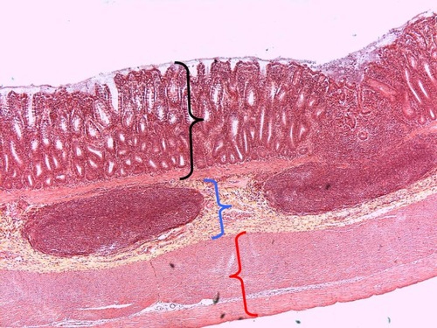 <p>(Black) simple columnar epithelium</p>