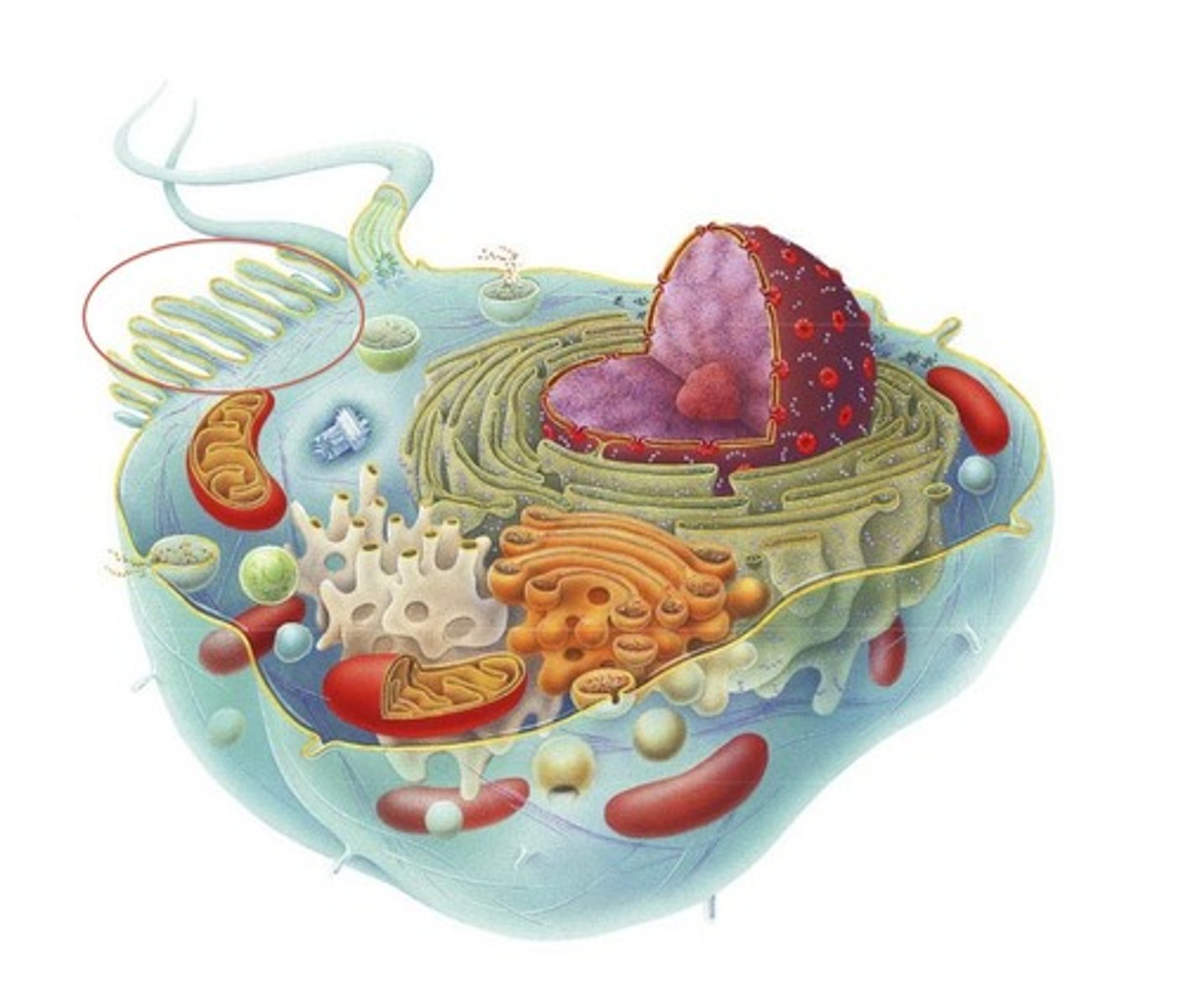 <p>finger-like extensions of cells that increase surface area to increase absorption (ex. small intestine)</p>