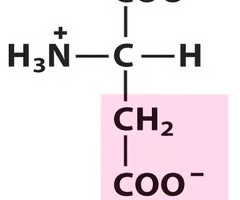 <p>What Amino Acid is This?</p>