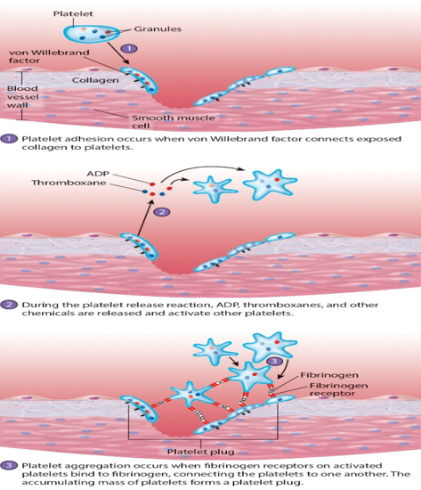 <p>Define Platelet plug formation</p>