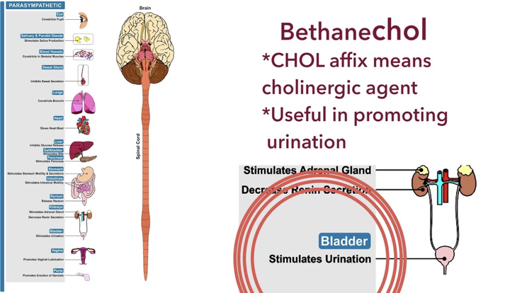 <ul><li><p>not affected (hydrolyzed) by ACHE</p></li><li><p><strong>effect is at muscarinic receptor, used post-op to stimulate atonic (lacking muscular tone) bladder</strong></p></li><li><p>given orally to treat urinary retention&nbsp;</p><ul><li><p>results from gen. anesthesiac, diabetic neuropathy of bladder, side effect of antidepressants, treat GI atony (lack of muscular tone)</p></li></ul></li><li><p>the muscarinic receptors on the bladder and GI tract stimulate contraction of the bladder (detrusor muscle) + expulsion of urine, _ increased GI motilit</p><ul><li><p>SLUDD</p></li></ul></li></ul><p></p><p>Sum: increase urine output</p><p></p>