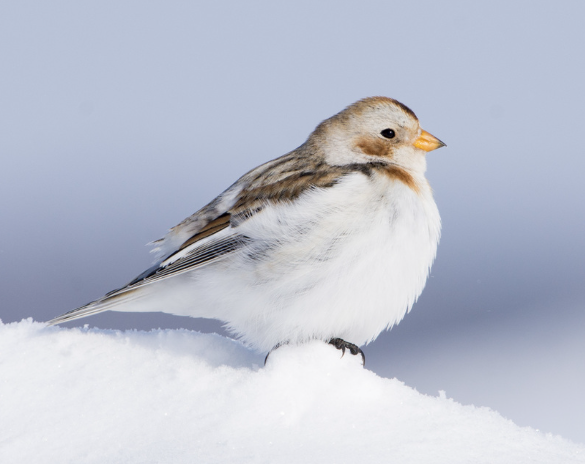 <p>What is this bird?</p>