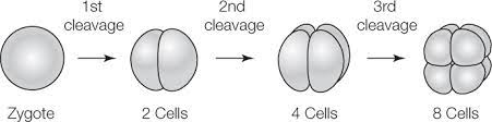 <p>What is Cleavage? </p>