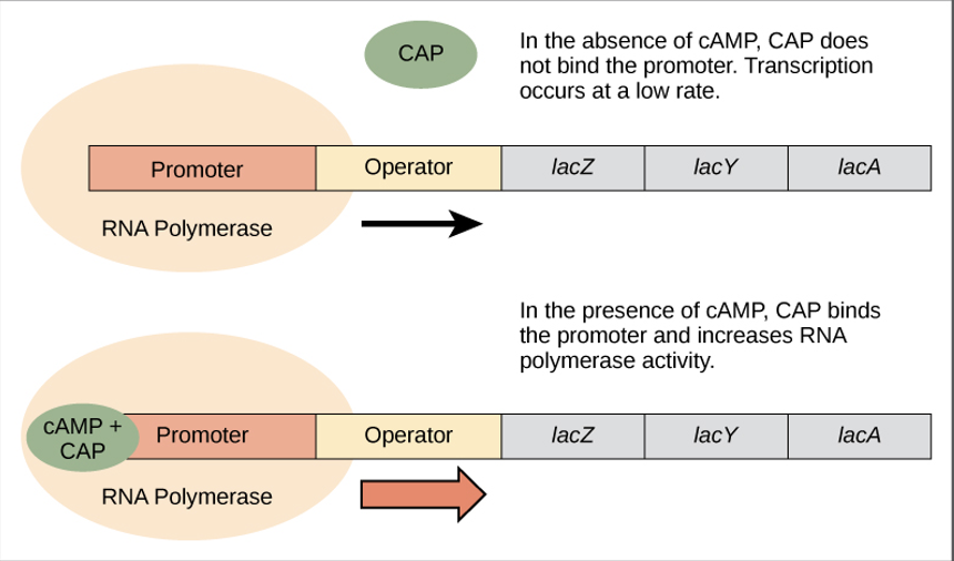 <p><mark data-color="red" style="background-color: red; color: inherit"><u>glucose supplies become limited</u></mark><u> in cell:</u></p><ul><li><p>cAMP levels increase</p></li><li><p>cAMP binds to the __ protein</p></li><li><p>cAMP/__ protein complex binds to an operator region <mark data-color="red" style="background-color: red; color: inherit">upstream</mark> of the genes required to use other sugar sources</p></li></ul><p></p>