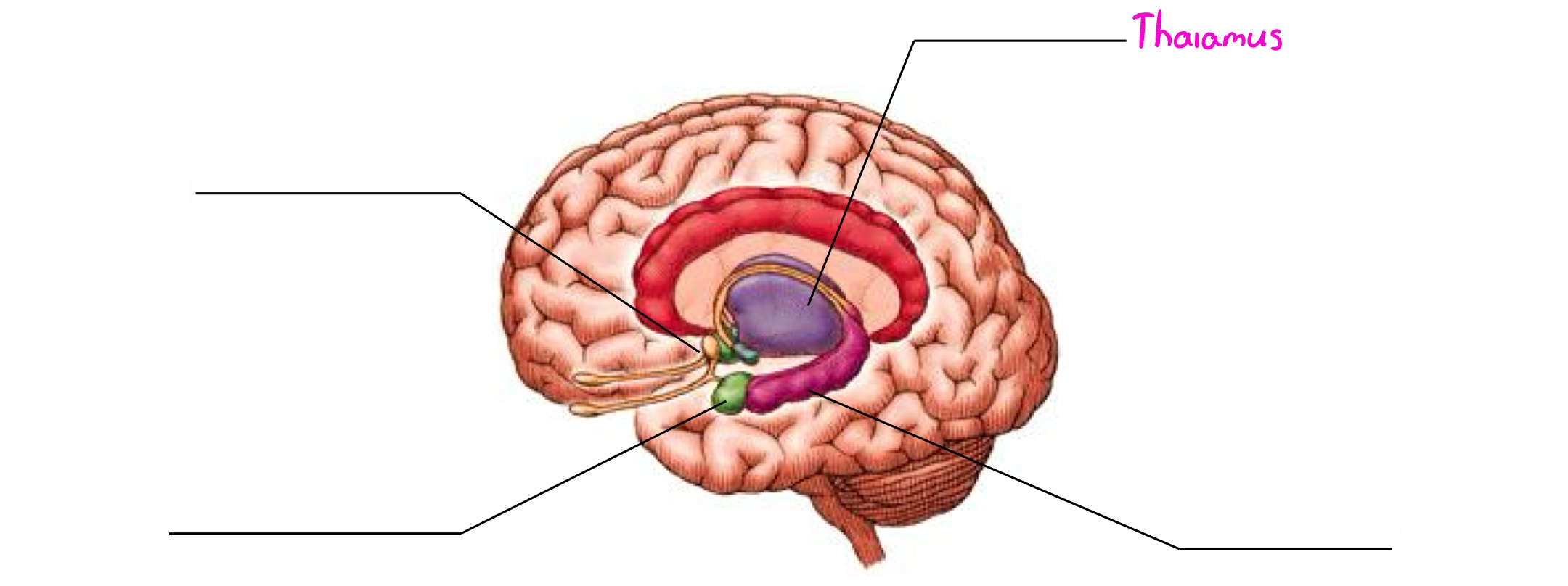 <p>Part of limbic system; processes &amp; integrates info from all senses EXCEPT smell &amp; relays info to appropriate higher brain centers</p>