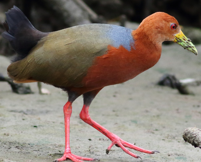 <p>What bird is this?</p>