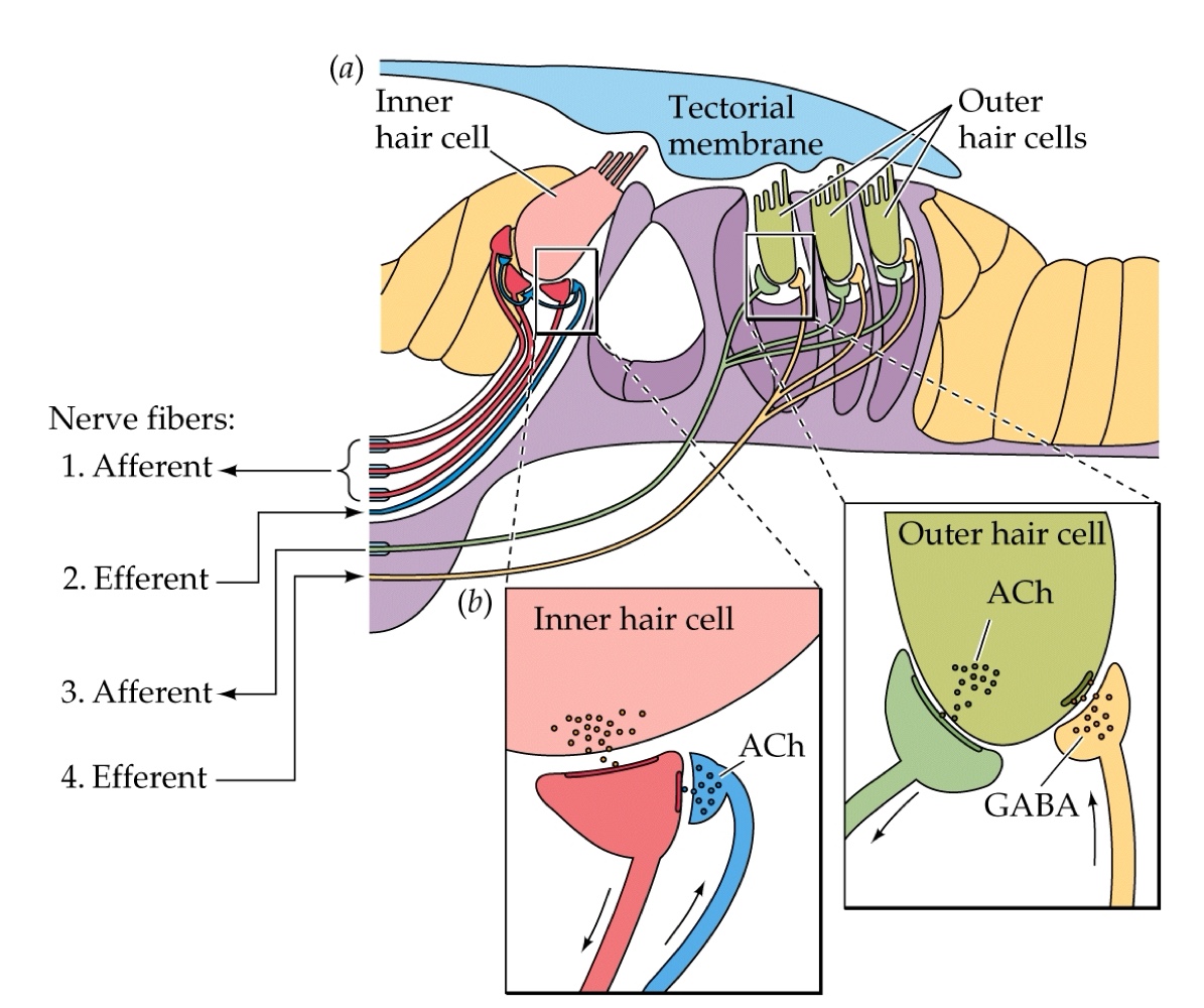 <p>The structure in the cochlea that contains hair cells that transmit acoustic stimuli</p>