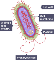 <p>bacterial and archaea </p>