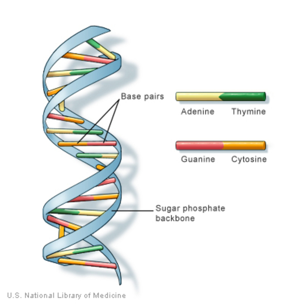 <p>Deoxyribonucleic acid, the molecule that carries the genetic instructions for life.</p>