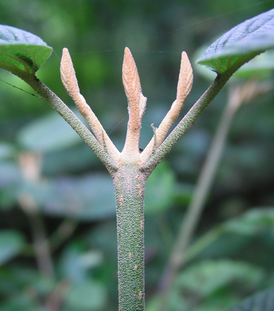 <ul><li><p>grows on slopes &amp; mountains</p></li><li><p>shrub, less than 5 ft</p></li><li><p>opp branch</p></li><li><p>leaves: circular, lily-pad shaped</p></li><li><p>buds: naked, tan</p></li><li><p>repro: small red berries</p></li></ul>