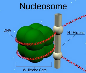 <p>Basic unit of chromatin structure. </p>
