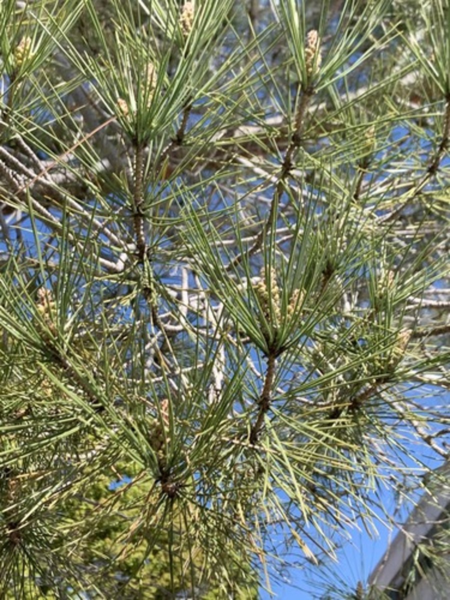 <p>Form: Umbrella shape, wider than height with rounded top. Branches low on trunk, fascicles of 2, 3" - 8" (long) thicker needles, bark warm grey with soft brown. Pollen tips</p>