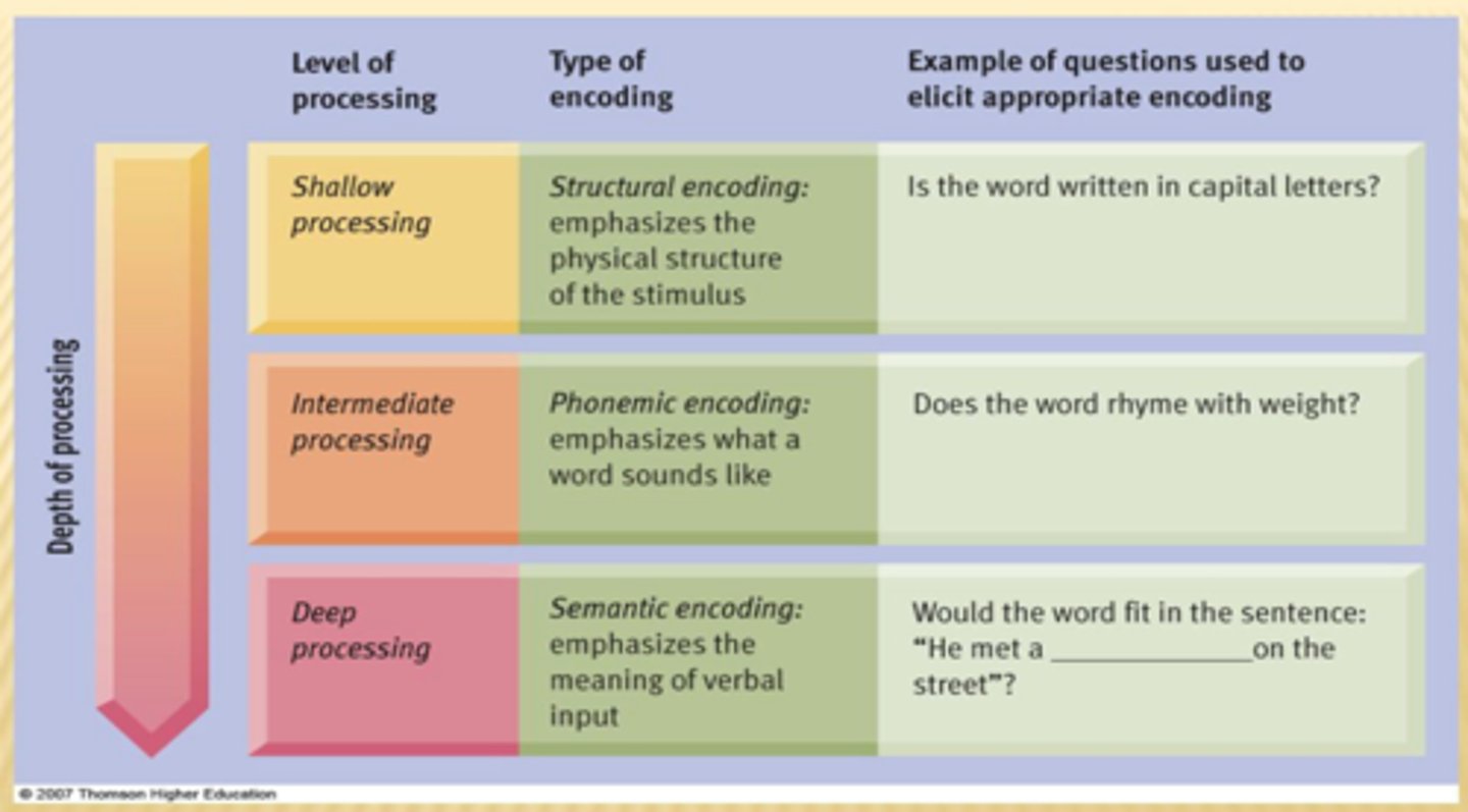 <p>a theory that deeper processing of information increases the likelihood that the information will be recalled</p>