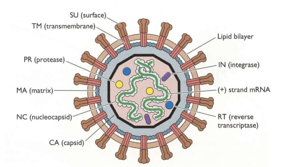 <p><span>Glycoproteins (SU, TM)</span><br><span>Gag proteins (MA, NC, CA)</span><br><span>Genome – 2 copies + tRNA</span><br><span>Enzymes – RT, IN, PR</span></p>