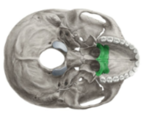 <p><strong>palatine bones </strong></p>