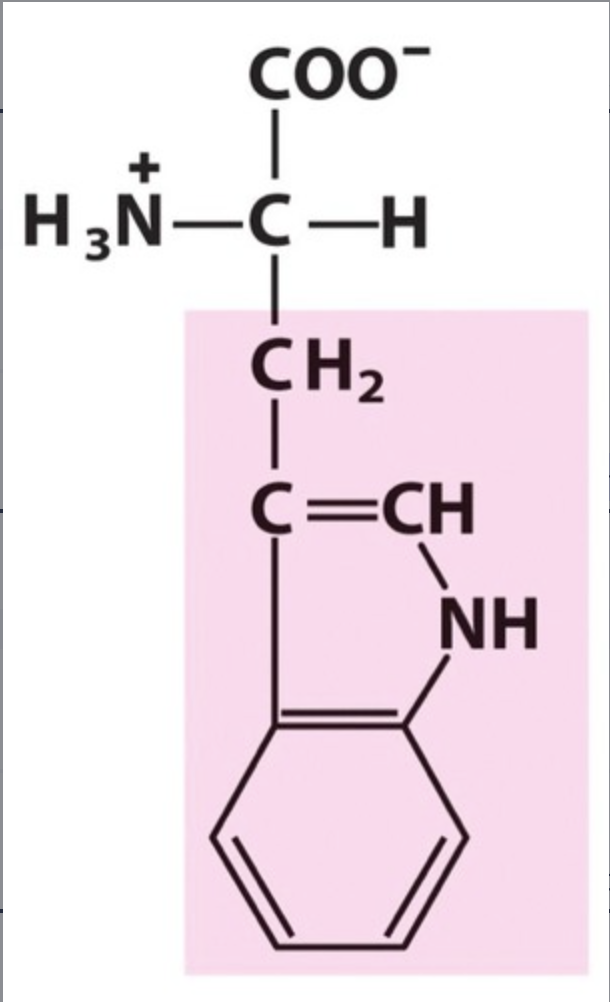 <p>Trp / W. pKa Neutral. IP: 5,89. Unpolar, hydrophobic.</p>