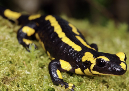 <p>Tieflagen ganze CH</p>