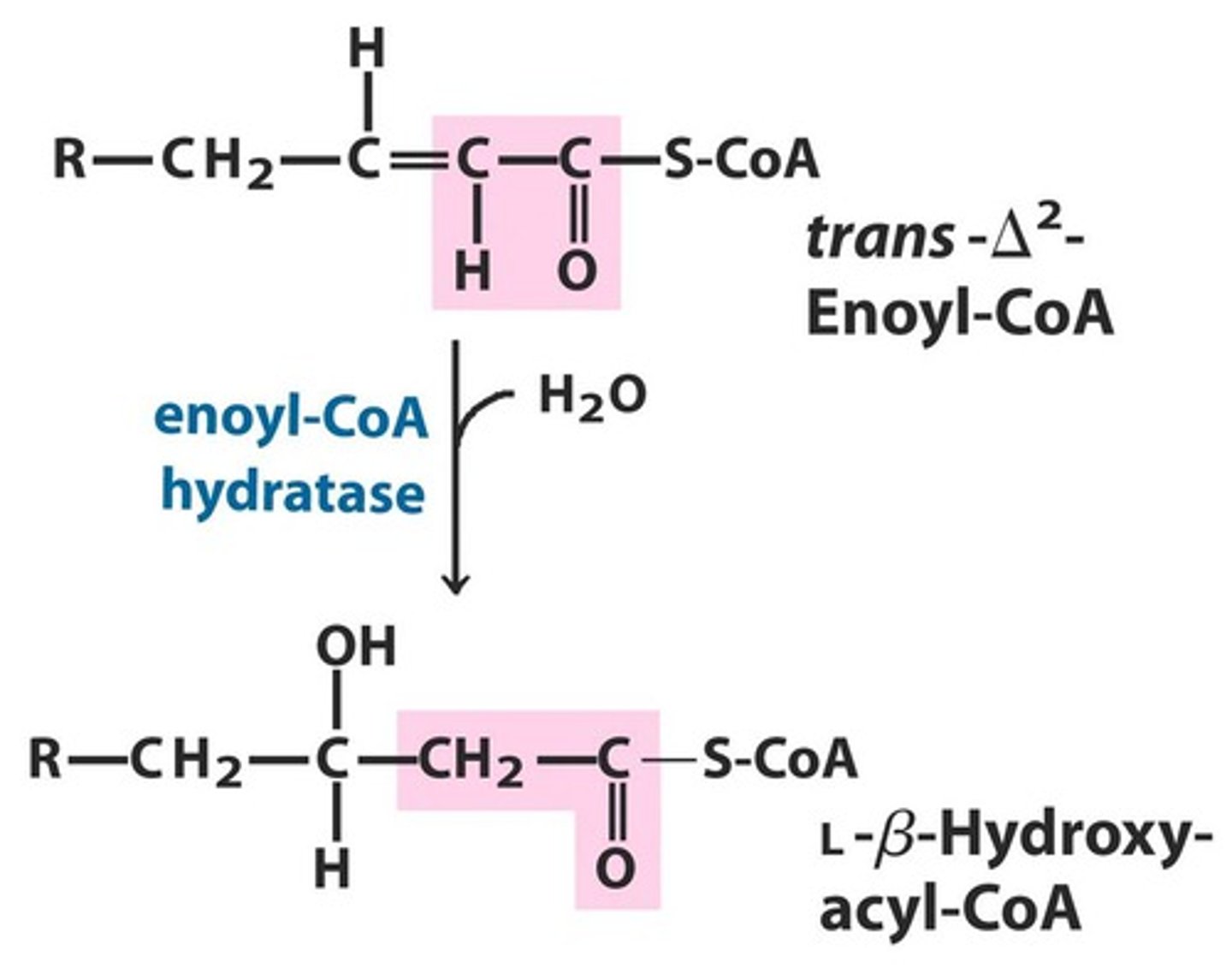 <p>Hydration converting enoyl-CoA to B-hydroxy acyl CoA</p>