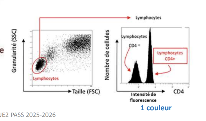 <p>Dans un prélèvement sanguin, les cellules peuvent être triées par taille et granularité, puis certaines cellules marquées avec un anticorps fluorescent anti-CD4 émettront un signal détectable, permettant d’isoler les lymphocytes CD4.</p>