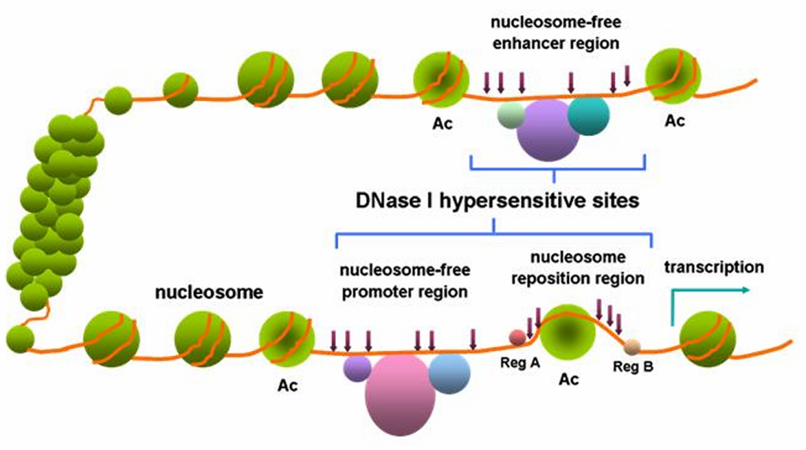 <p>DNase</p>