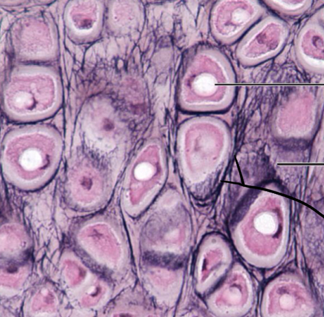<p>Elastic Cartilage </p>