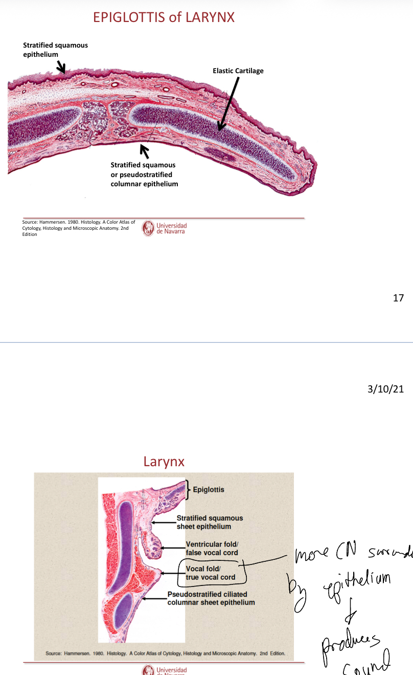 <p>The vocal fold is surrounded by more excess connective tissue and epithelium that prodcues sound. </p>