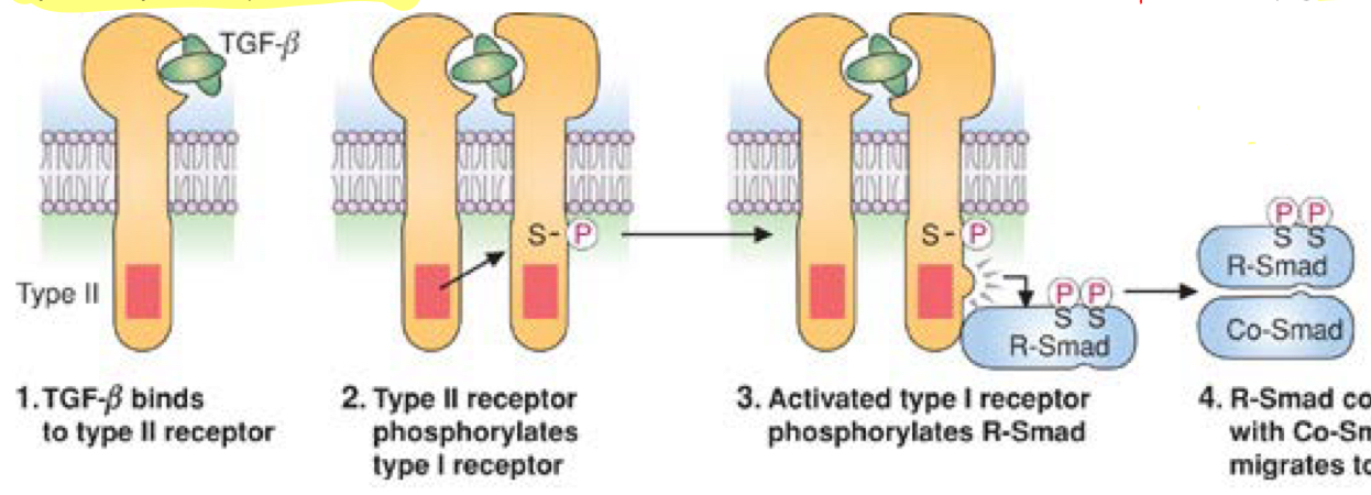 <p>plasma membrane receptor example</p><p>TGF-beta signaling- assembly of transcription factor</p><ul><li><p>cytokine alters the receptor so that it can bind to a second receptor and phosphorylate it at a serine/threonine residue—&gt; heterodimer</p></li><li><p>second receptor then bind to a protein and phosphorylated it(R-Smad)</p></li><li><p>this complex goes to nucleus where it binds genes and changes transcription</p></li><li><p>R-Smad must be phosphorylated to then interact with co-Smad protein to actually then travel to nucleus</p></li></ul><p></p>