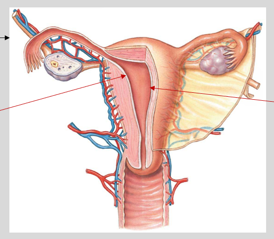 <p><mark data-color="blue">Uterine wall: endometrium</mark></p><p>Can you label, describe and explain what this diagram is/shows?</p>