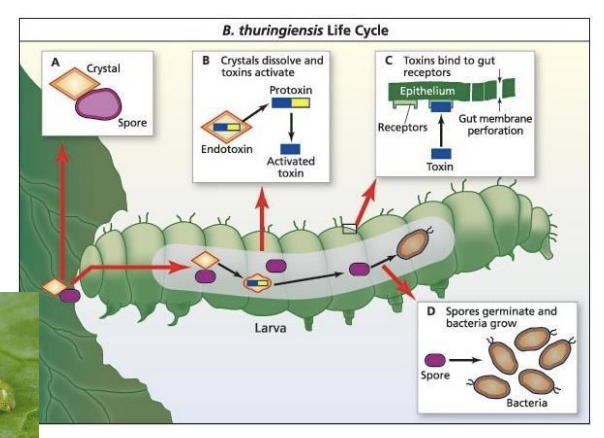 <ul><li><p><strong><em>____ ______ </em></strong>is the most commonly used biological pesticide worldwide</p></li><li><p>____ ______ produces <strong>Bt toxin</strong>, which is <strong>fatal to caterpillars</strong> </p></li><li><p>Bt toxin binds to the intestinal wall,<strong> lyses the epithelial cells</strong>, allowing <strong>normal gut bacteria to colonize the rest of the caterpillar body</strong></p></li></ul><p></p>