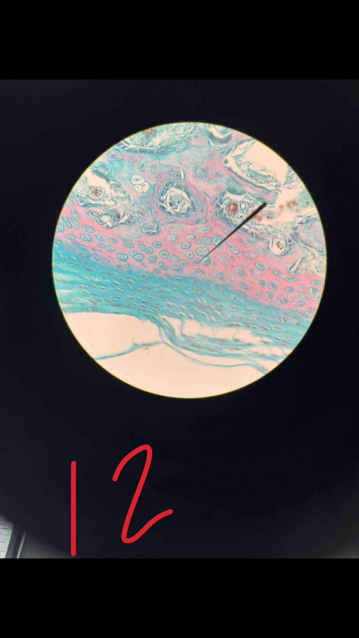 term image