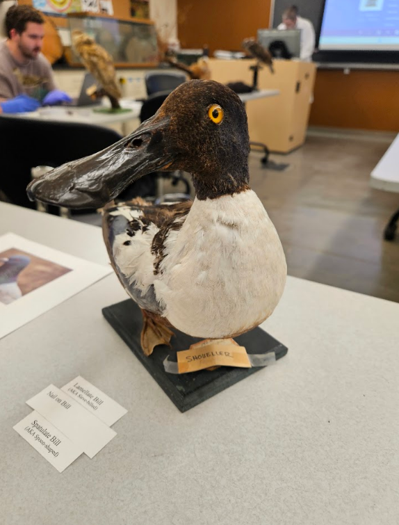 <p>the bill is wider towards the tip </p>