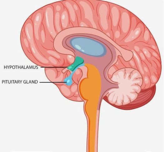 <p>Pituitary gland </p>