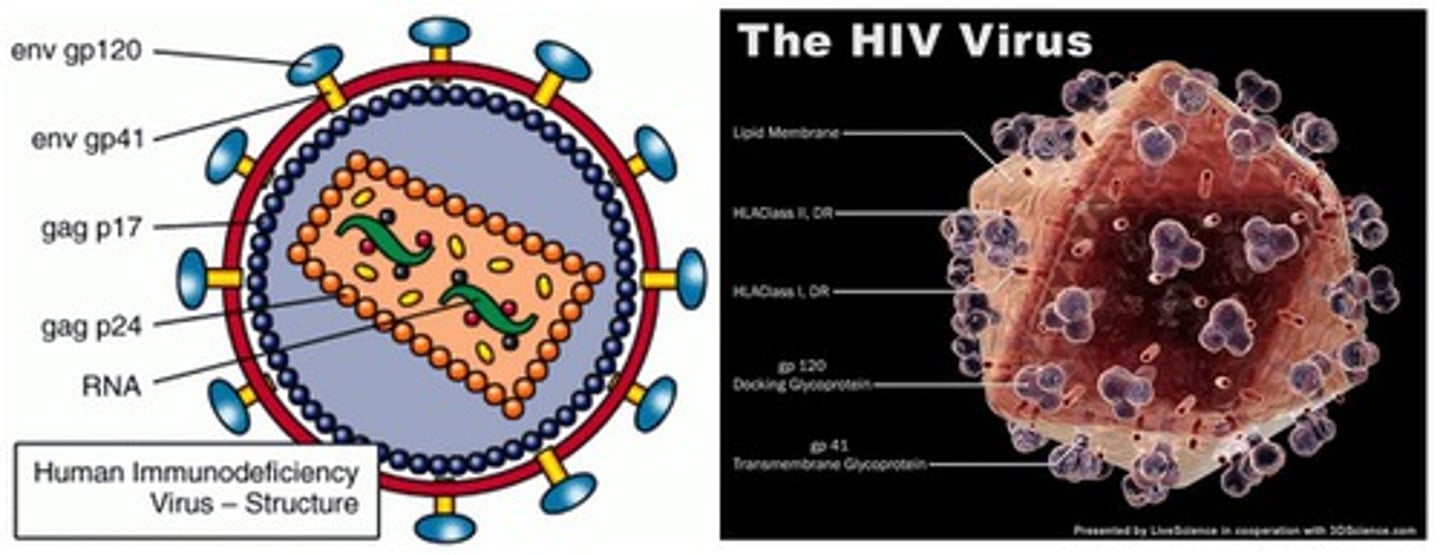 <p>Virus attacks CD4 T helper cells, leading to poor immune response</p><p>- HIGH infection risk</p><p>- progresses to AIDs</p><p>- NO cure</p>