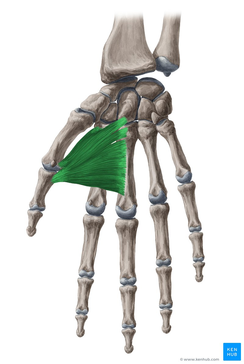 <ol><li><p>identify this muscle,</p></li></ol><p>2. its origin(s),</p><p>3. its insertion(s),</p><ol start="4"><li><p>action(s)</p></li></ol><p></p>