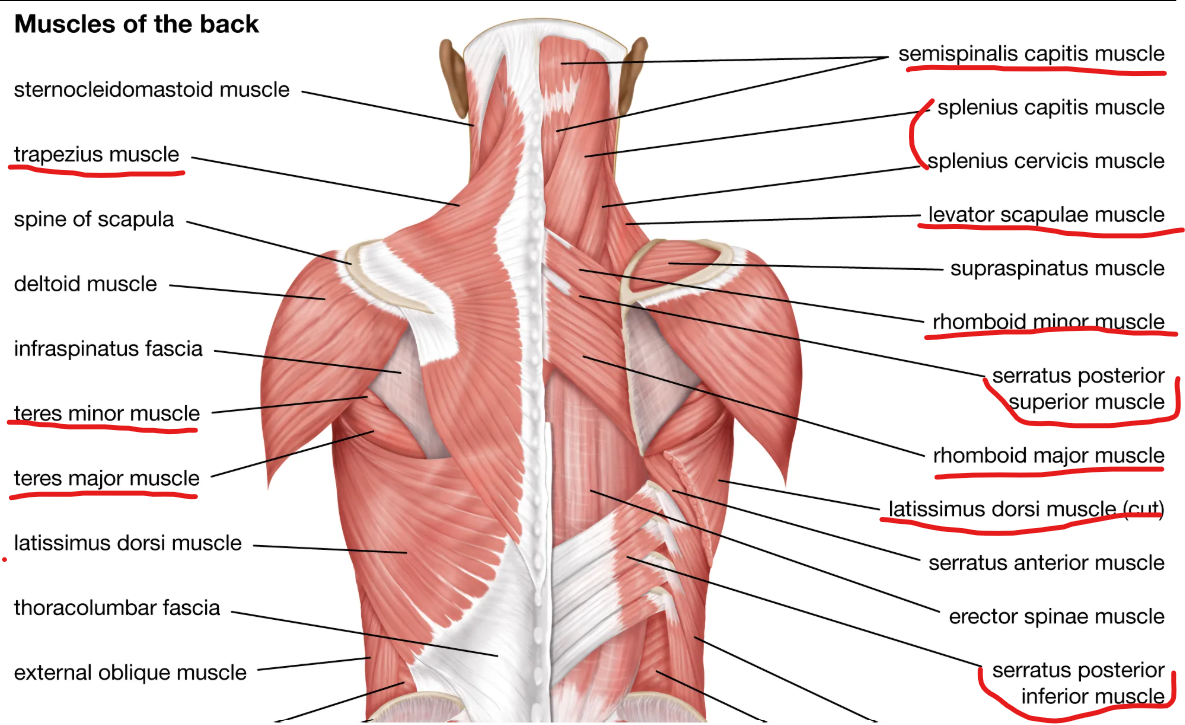 <p><span><em><span>musculus trapezius&nbsp;&nbsp;&nbsp;&nbsp;&nbsp;&nbsp;&nbsp;&nbsp;&nbsp;&nbsp;&nbsp;&nbsp;&nbsp;&nbsp;&nbsp;&nbsp;&nbsp;&nbsp;&nbsp;&nbsp;&nbsp;&nbsp;&nbsp;&nbsp;&nbsp;&nbsp;&nbsp;&nbsp;&nbsp;&nbsp;&nbsp;&nbsp;&nbsp;&nbsp;&nbsp;&nbsp;&nbsp;&nbsp;&nbsp;&nbsp;&nbsp;&nbsp;&nbsp;&nbsp;&nbsp;&nbsp;&nbsp;&nbsp;&nbsp;&nbsp;&nbsp;&nbsp; &nbsp;&nbsp;&nbsp;&nbsp;</span></em></span></p><p class="MsoNormal"><span><em><span>musculus rhomboideus major et minor&nbsp;&nbsp;&nbsp;&nbsp;&nbsp;&nbsp;&nbsp;&nbsp;&nbsp;&nbsp;&nbsp;&nbsp;&nbsp;&nbsp;&nbsp;&nbsp;&nbsp;&nbsp;&nbsp;&nbsp;&nbsp; </span></em></span></p><p class="MsoNormal"><span><em><span>musculus splenius&nbsp;&nbsp;&nbsp;&nbsp;&nbsp;&nbsp;&nbsp;&nbsp;&nbsp;&nbsp;&nbsp;&nbsp;&nbsp;&nbsp;&nbsp;&nbsp;&nbsp;&nbsp;&nbsp;&nbsp;&nbsp;&nbsp;&nbsp;&nbsp;&nbsp;&nbsp;&nbsp;&nbsp;&nbsp;&nbsp;&nbsp;&nbsp;&nbsp;&nbsp;&nbsp;&nbsp;&nbsp;&nbsp;&nbsp;&nbsp;&nbsp;&nbsp;&nbsp;&nbsp;&nbsp;&nbsp;&nbsp;&nbsp;&nbsp;&nbsp;&nbsp;&nbsp;&nbsp;&nbsp; </span></em></span></p><p class="MsoNormal"><span><em><span>musculus serratus&nbsp; posterior superior&nbsp;&nbsp;&nbsp;&nbsp;&nbsp;&nbsp;&nbsp;&nbsp;&nbsp;&nbsp;&nbsp; &nbsp;&nbsp;&nbsp;&nbsp;&nbsp;&nbsp;&nbsp;&nbsp;&nbsp;&nbsp;&nbsp; &nbsp;&nbsp;&nbsp;&nbsp;&nbsp;&nbsp;&nbsp;&nbsp;&nbsp;&nbsp;&nbsp;&nbsp;&nbsp;&nbsp;&nbsp;&nbsp;&nbsp;&nbsp;&nbsp;&nbsp;&nbsp;&nbsp;&nbsp;&nbsp;&nbsp;&nbsp;&nbsp;&nbsp;&nbsp;&nbsp;&nbsp;&nbsp;&nbsp;&nbsp;&nbsp;</span></em></span></p><p class="MsoNormal"><span><em><span>musculus serratus posterior inferior&nbsp;&nbsp;&nbsp;&nbsp;&nbsp;&nbsp;&nbsp;&nbsp;&nbsp;&nbsp;&nbsp;&nbsp;&nbsp; &nbsp;&nbsp;&nbsp;&nbsp;&nbsp;&nbsp;&nbsp;&nbsp;&nbsp;&nbsp;&nbsp; </span></em></span></p><p class="MsoNormal"><em><span>musculus latissimus dorsi&nbsp;&nbsp;</span></em></p><p class="MsoNormal"><em><span>musculus levator scapulae</span></em></p><p class="MsoNormal"><em><span>musculus semispinalis capitis</span></em></p><p class="MsoNormal"><em><span>musculus teres major et minor</span></em></p>