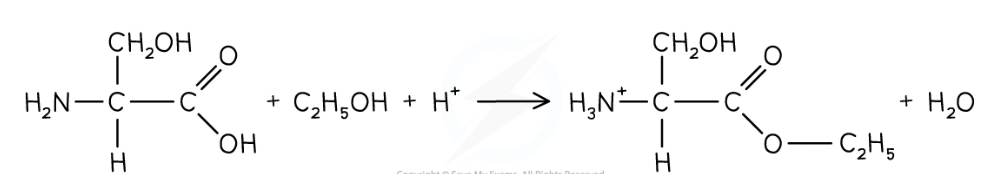<ul><li><p>Amino acids are esterified by heating with <strong>alc in presence of conc sulphuric acid</strong></p></li><li><p>Carboxylic acid group is esterified whilst basic amine group is protonated due to acidic conditions:</p></li></ul><p></p>