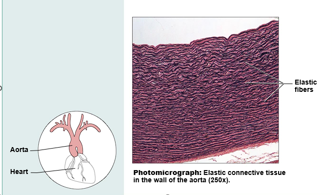 <ul><li><p>Function: maintains flow of blood</p></li><li><p>Location: Walls of large arteries near the heart</p></li></ul>