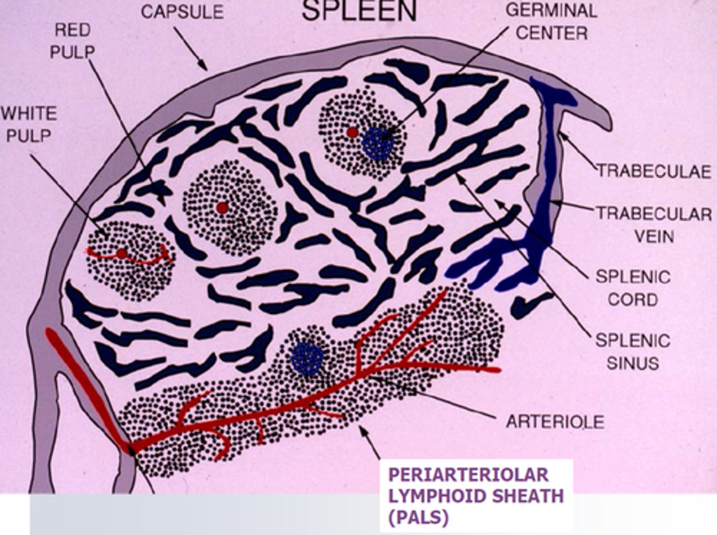 <p>spleen macrophage</p>