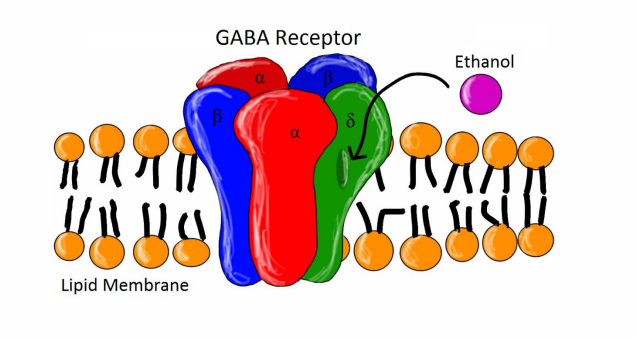 <p>- primary targets of EtOH are usually membrane-bound receptors (perturbs signalling)</p>
