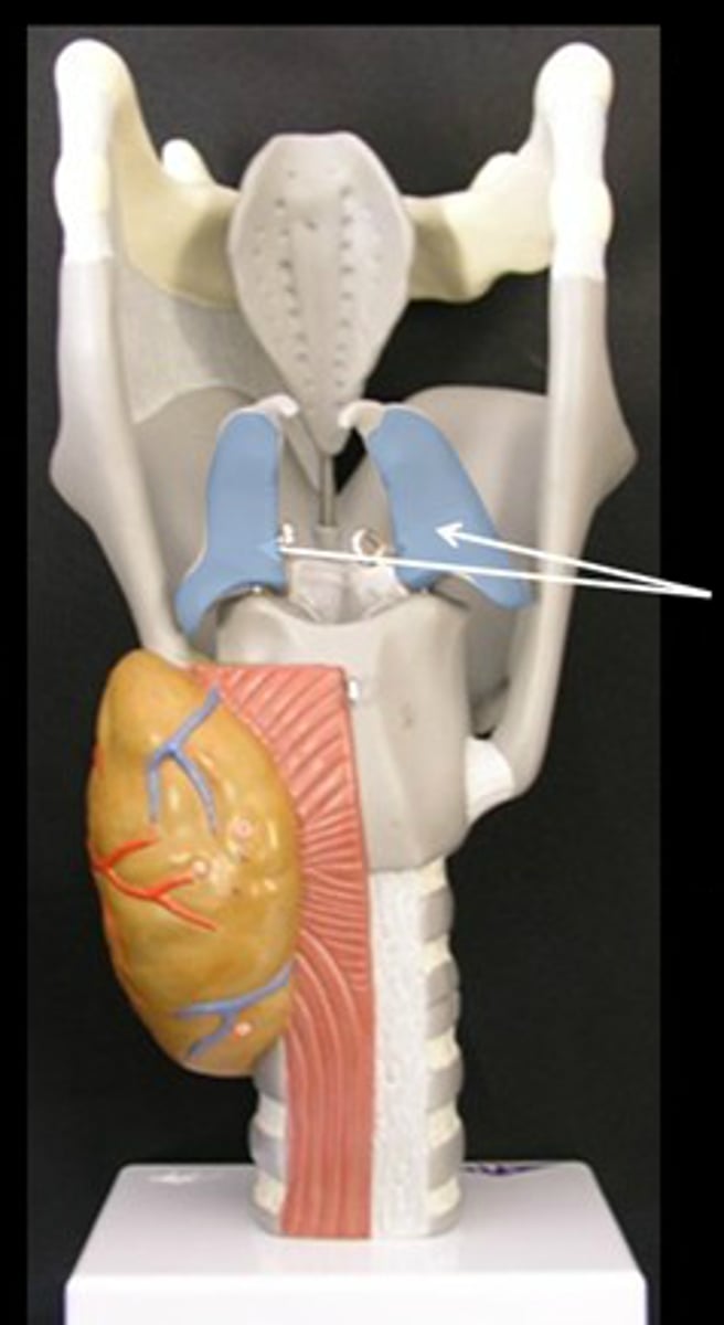 <p><strong>paired cartilages (2x)</strong></p><p>attach to true vocal cords and thyroid cartilage</p><p><strong>attaches to true vocal cords <span style="text-decoration:underline">posteriorly</span></strong></p>