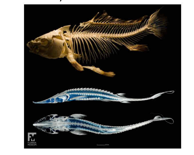 <p>Osteichthyes</p>