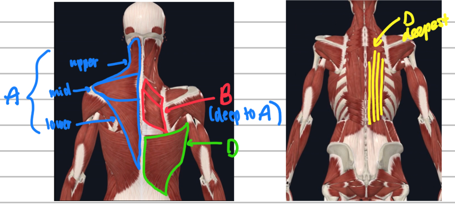 <p>Name these posterior trunk muscles. </p>