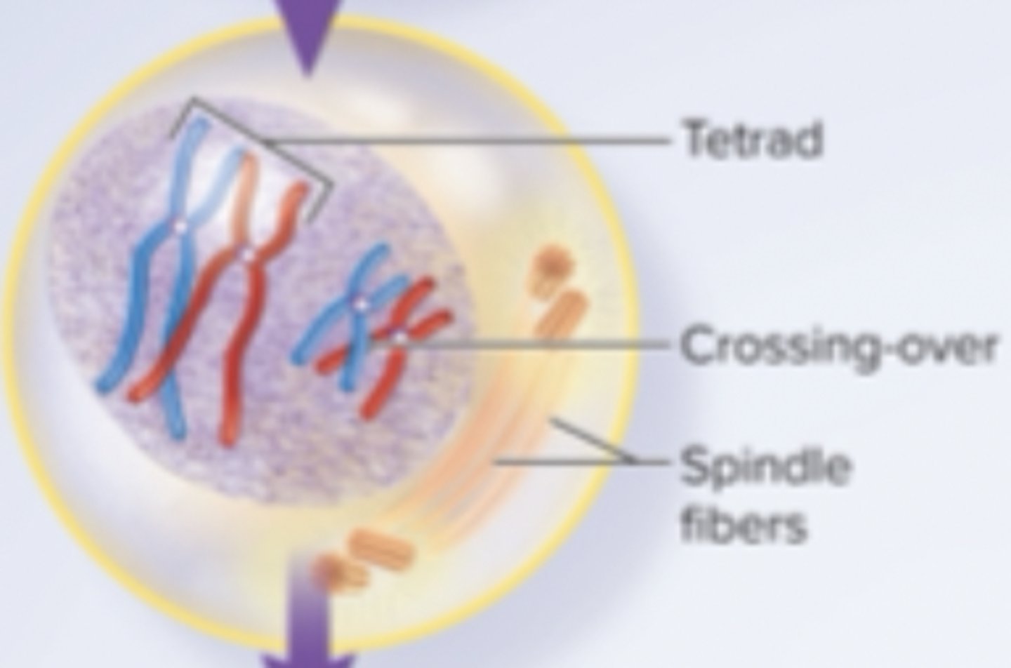 <p>-homologous chromosomes form pairs called tetrads</p><p>-chromatids often break and exchange segments (crossing-over)</p><p>-centrioles produce spindle fibers</p><p>-nuclear envelope disintigrates</p>