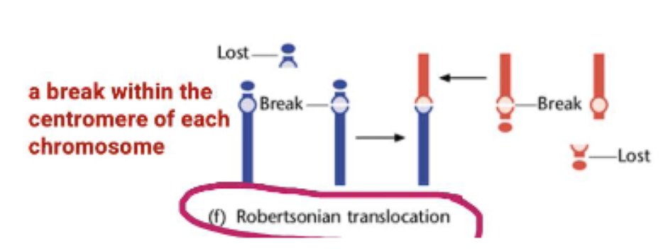 <ul><li><p class="ds-markdown-paragraph"><strong>Robertsonian Translocation:</strong> A special type where two acrocentric chromosomes (chromosomes with the centromere near the end) break at the centromere and their long arms fuse. This results in a single, large chromosome and the loss of the two short arms (which typically contain non-essential rRNA genes).</p></li></ul><p></p>