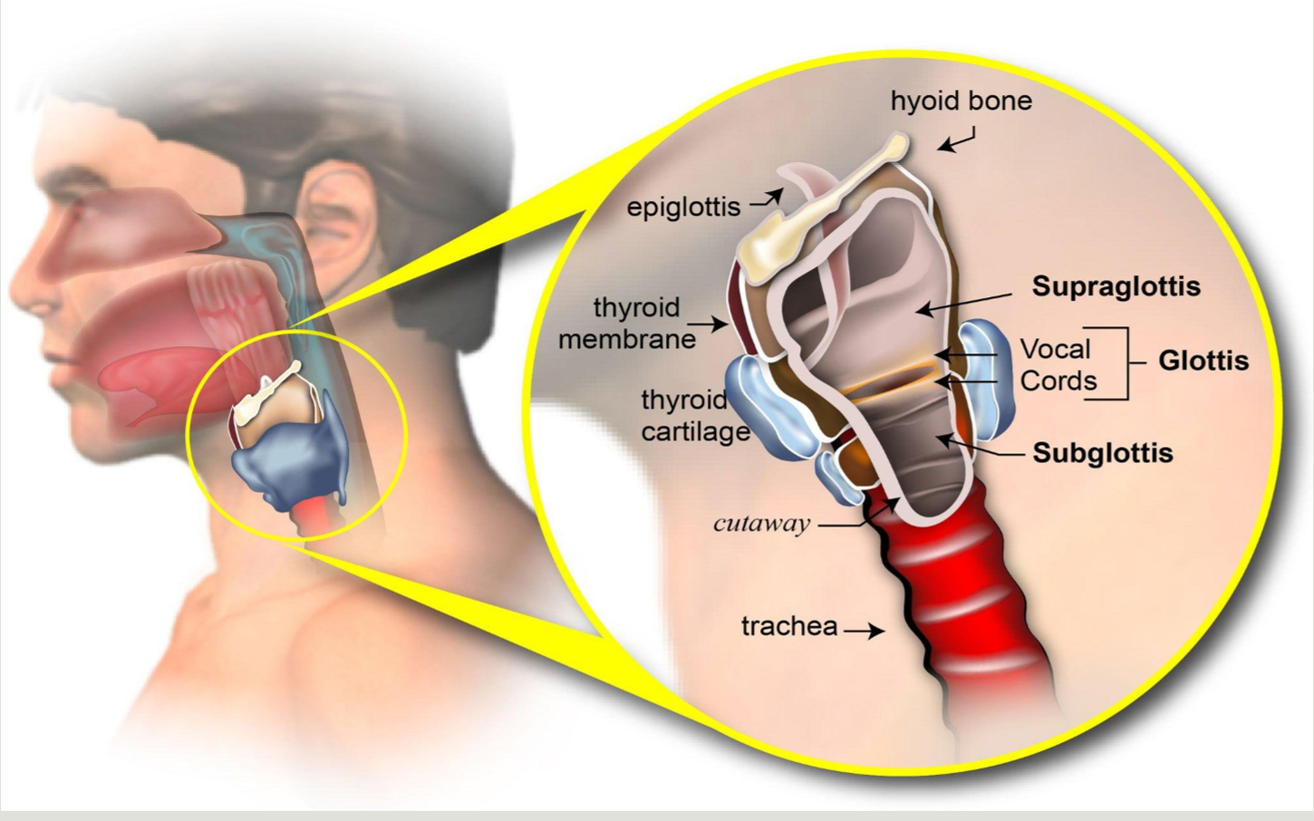 <p>what are the three anatomical regions of the larynx</p>